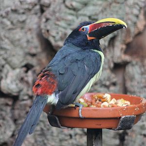 Green aracari