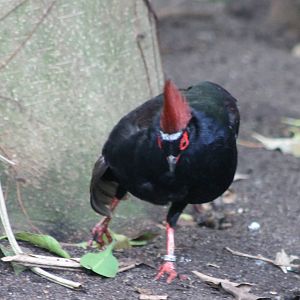 Crested wood partridge