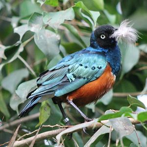 Superb starling