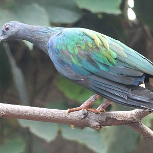 Nicobar pigeon