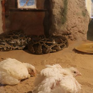 Mixed species exhibit?, October 2015