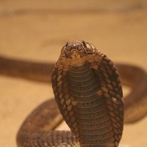 Egyptian cobra, October 2015