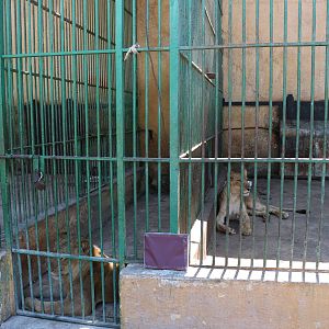 Lions, lions, everywhere!, October 2015