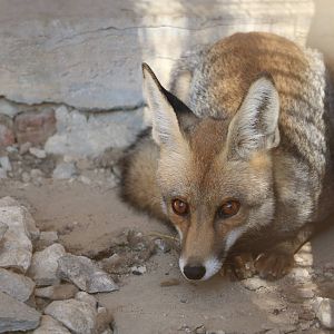 Nile red fox, October 2015