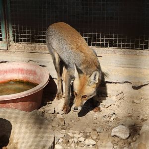 Nile red fox, October 2015
