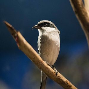 Eastern Loggerhead Shrike