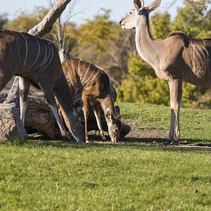 Greater Kudu