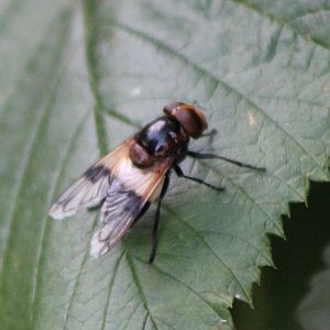 Volucella pellucens - an Hoverfly species