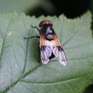 Volucella pellucens - an Hoverfly species
