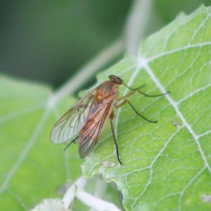 Marsh snipefly
