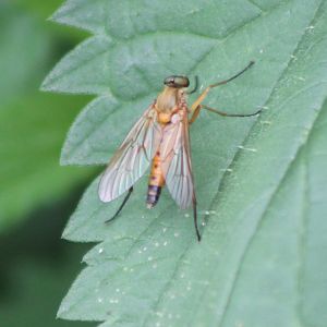 Marsh snipefly