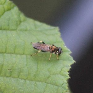 Xylota segnis - an Hoverfly