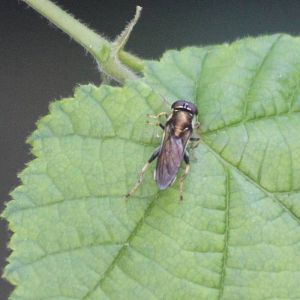 Xylota segnis - an Hoverfly
