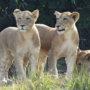 Oct. 2015 - Africa - 11 Month Old Lion Cubs