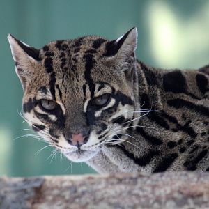 Ocelot