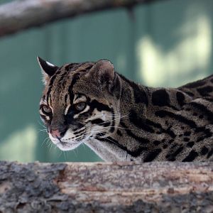 Ocelot