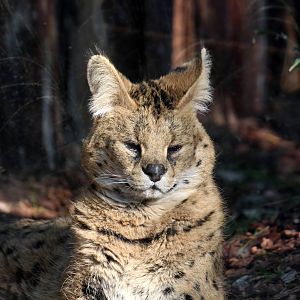 Serval