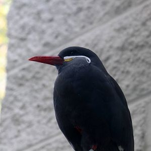 Inca Tern