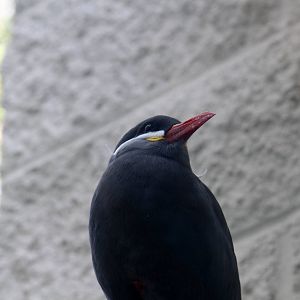 Inca Tern