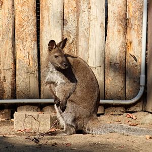 Bennett's Wallaby