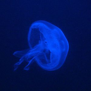 Moon Jelly