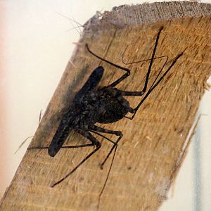 Tanzanian Tailless Whipscorpion