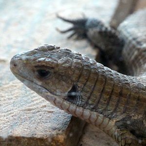 Rough-scaled Plated Lizard