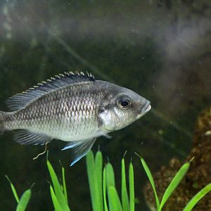 Unknown Malawi Cichlid