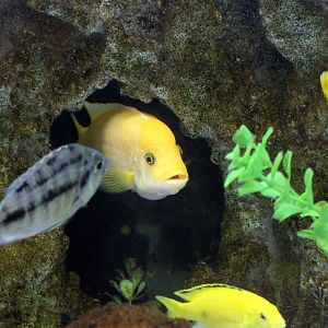Malawi Cichlids
