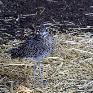 Cape Thick-Knee