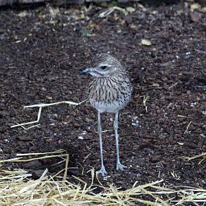 Cape Thick-Knee
