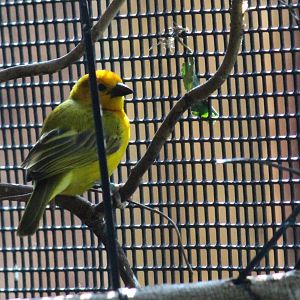 Taveta Golden Weaver
