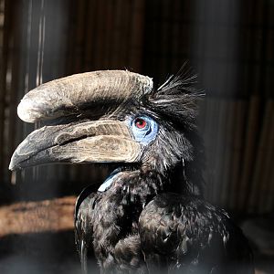 Black-casqued Hornbill