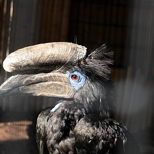Black-casqued Hornbill