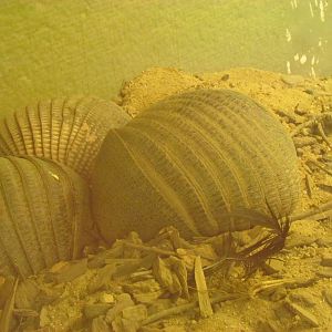 Nine-banded Armadillos