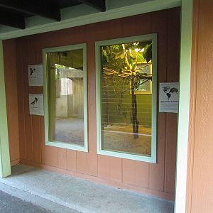 Nine-banded Armadillo, Blue-gray Tanager, and Red-capped Cardinal Exhibit