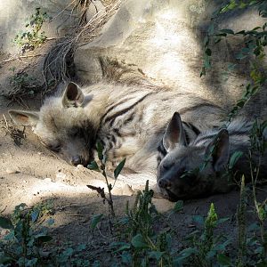 Sudan Striped Hyena