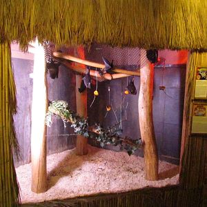Indian Flying Fox Exhibit