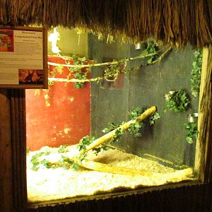 Long-haired Fruit Bat Exhibit