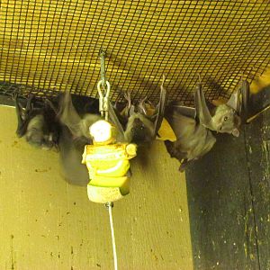 Long-haired Fruit-Bat