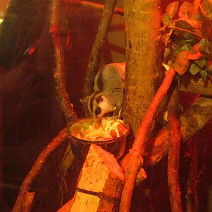 Sugar Glider