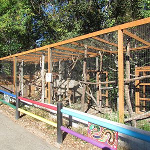 White-nosed Coati Exhibit