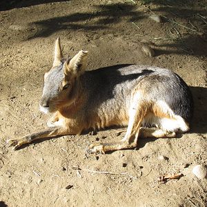 Patagonian Mara