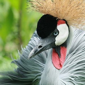 Grey Crowned-crane