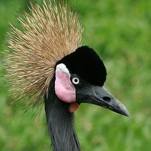 Black Crowned-crane