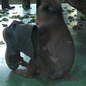 Not quite my size. Mandrill, October 2015