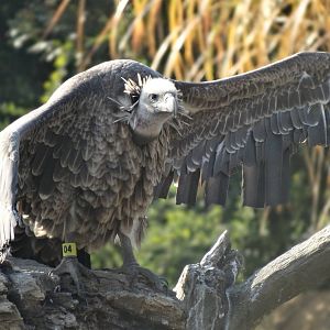 Oct. 2015 - Africa - Bubba - Ruppell's Vulture