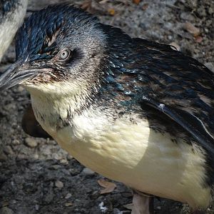 Oct. 2015 - Children's Zoo - Little Penguin