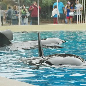 Jun. 2015 - Dine With Shamu - Keet, Ikaika, and Corky