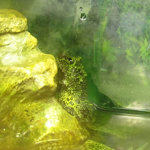 Tonkin Bug-eyed Frog (AKA Vietnamese Mossy Frog)
